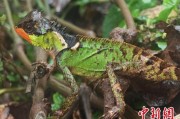 焦作云南南滚河保护区首次发现红唇棘蜥