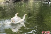 焦作吉林：罕见白鸬鹚连续两年“故地重游”