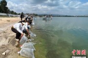 焦作云南江川举行增殖放流活动 逾54万尾鱼游入星云湖